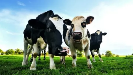 Fonterra says its holding its own in Canterbury as farmer suppliers look to new processors