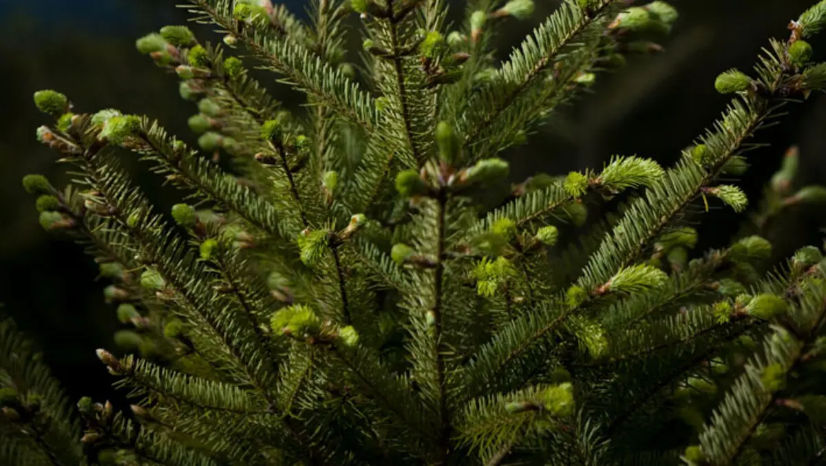 Essential oil smells success in timber design awards