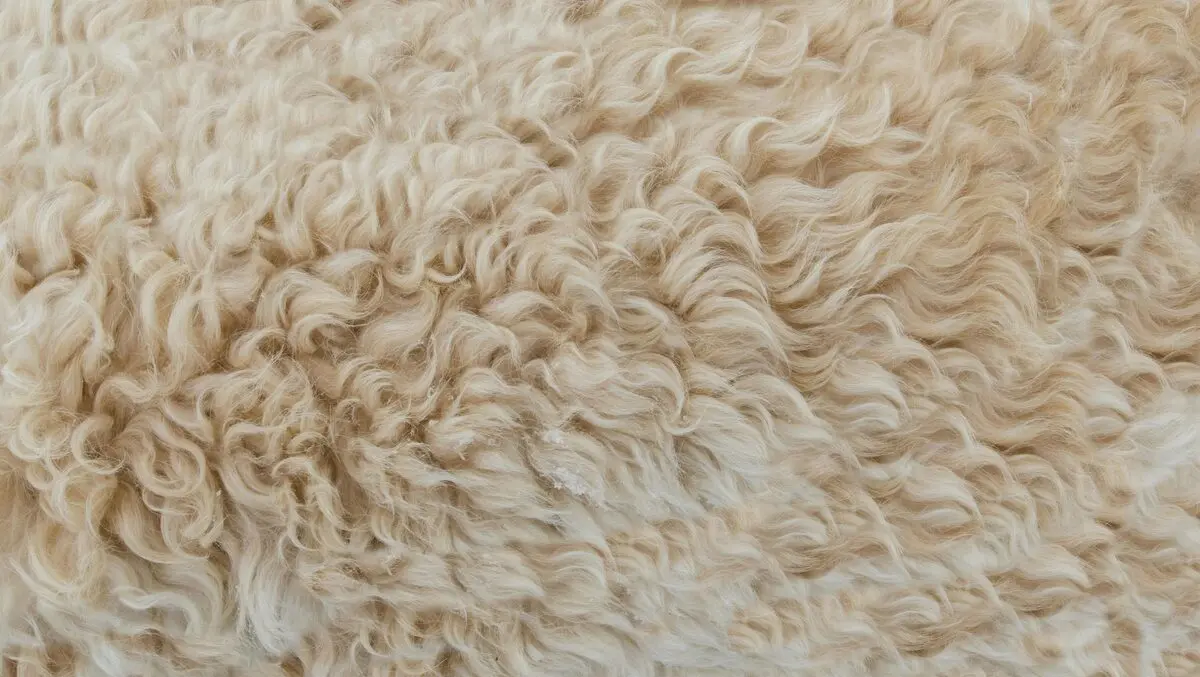 Have we opened the door to cheap imported wool?